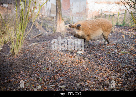 Mangalitsa cochon, porc domestique, Hongrie Banque D'Images