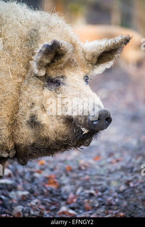 Mangalitsa cochon, porc domestique, Hongrie Banque D'Images