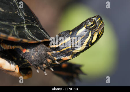 Le sud de tortue peinte (Chrysemys picta dorsalis). Marquage sur tête de cette sous-espèce. Sud des Etats-Unis. Banque D'Images