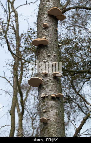 Bouleau pubescent (Betula pubescens). Mourir et les arbres morts avec le support ou la durée de champignon (Piptoporus betulinus), des organes de fructification sur tru Banque D'Images