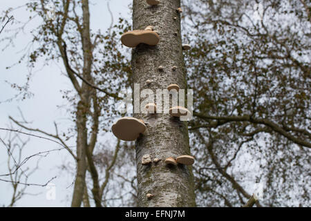 Bouleau pubescent (Betula pubescens). Mourir et les arbres morts avec le support ou la durée de champignon (Piptoporus betulinus), des organes de fructification de réseau. Banque D'Images