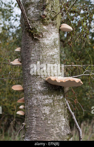 Bouleau pubescent (Betula pubescens). Mourir et les arbres morts avec le support ou la durée de champignon (Piptoporus betulinus), des organes de fructification de réseau. Banque D'Images