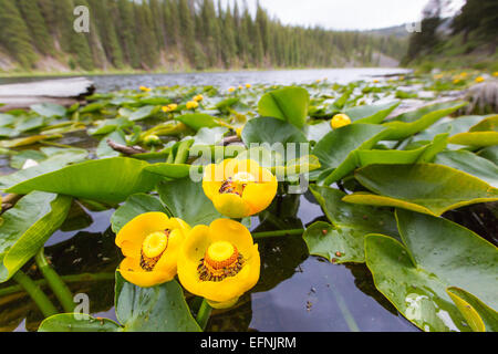 Fleur de nénuphar, Lost Lake photo NPS par Neal Herbert Banque D'Images