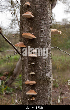 Bouleau pubescent (Betula pubescens). Mourir et les arbres morts avec le support ou la durée de champignon (Piptoporus betulinus), des organes de fructification de réseau. Banque D'Images