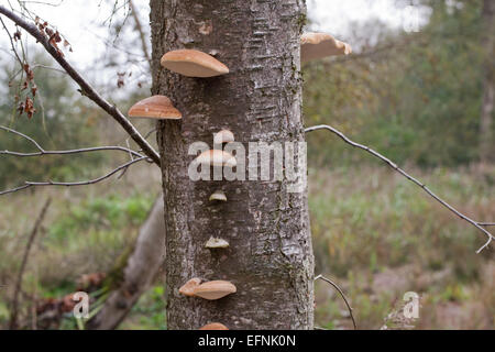 Bouleau pubescent (Betula pubescens). Mourir et les arbres morts avec le support ou la durée de champignon (Piptoporus betulinus), des organes de fructification de réseau. Banque D'Images