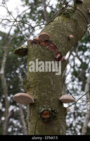 Bouleau pubescent (Betula pubescens). Mourir et les arbres morts avec le support ou la durée de champignon (Piptoporus betulinus), des organes de fructification de réseau. Banque D'Images