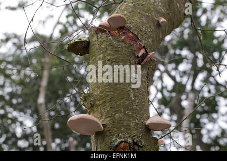 Bouleau pubescent (Betula pubescens). Mourir et les arbres morts avec le support ou la durée de champignon (Piptoporus betulinus), des organes de fructification de réseau. Banque D'Images