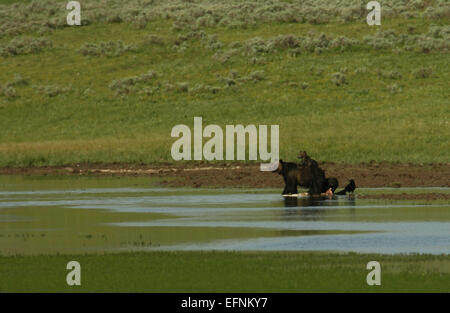 Un ours grizzli a semé avec trois oursons se nourrissant d'une carcasse près d'Alum Creek dans le parc national de Yellowstone. Cette photographie, prise par Jim Peaco le 1er juillet 2010, capture un moment rare et puissant dans la nature. Banque D'Images