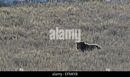 Cette photographie de Jim Peaco montre un grizzli dans la vallée de Hayden, dans le parc national de Yellowstone, prise en octobre 2014. Le grizzly est un symbole de la diversité de la faune du parc. Banque D'Images