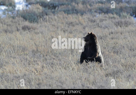 Cette photographie de Jim Peaco capture un grizzli dans la vallée de Hayden, dans le parc national de Yellowstone, en octobre 2014. Le grizzli est une espèce sauvage clé du parc. Banque D'Images