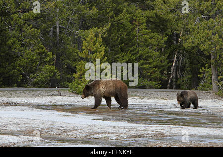 Une truie grizzli et son yearling sont vus près de Daisy Geyser dans le parc national de Yellowstone. Cette photographie, prise par Jim Peaco le 15 mai 2014, capture un moment de vie sauvage dans leur habitat naturel. Banque D'Images