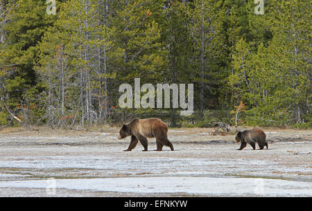 Cette photographie de Jim Peaco montre une truie grizzli et son yearling près de Daisy Geyser dans le parc national de Yellowstone. L'image capture ces animaux emblématiques dans la nature, mettant en valeur le riche habitat faunique de Yellowstone. Banque D'Images