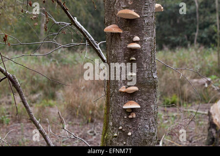 Bouleau pubescent (Betula pubescens). Mourir et les arbres morts avec le support ou la durée de champignon (Piptoporus betulinus), organes de fructification. Banque D'Images