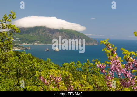 Crimée : Mont Ayu-Dag couvert de nuage blanc. Au printemps : fleurs roses et feuillage lumineux au premier plan. Banque D'Images