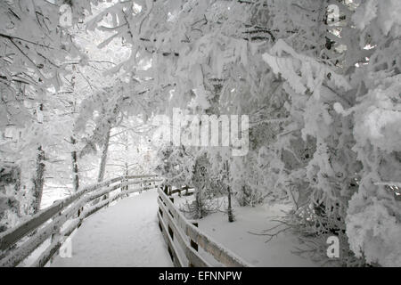 Le givre blanc Le givre blanc de printemps sur les arbres à proximité de Canary Spring - Mammoth Hot Springs ; Jim Peaco ; janvier 2009 ; Catalogue # 19017d ; # Original RD7Y6265 Banque D'Images