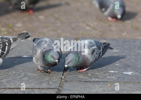 La population de pigeons domestiques (Columba livia). Vivre libre les oiseaux domestiques, parfois échappé à pigeons voyageurs. Banque D'Images