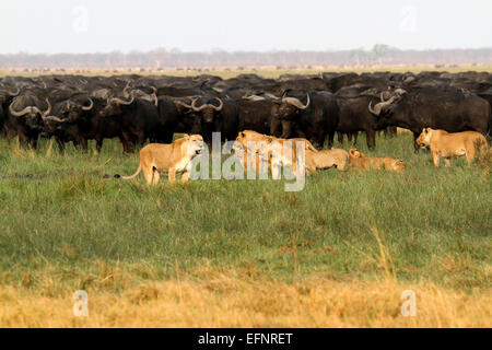 African Pride of lions enseigner leurs petits l'art perfide de la chasse Buffle. Deux des cinq grandes Banque D'Images
