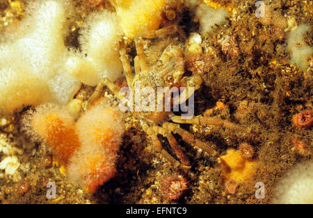 La vie marine sous-marine, hors de Eyemouth. L'Écosse. Incroyables et merveilleuses créatures colorées sous la mer. Banque D'Images