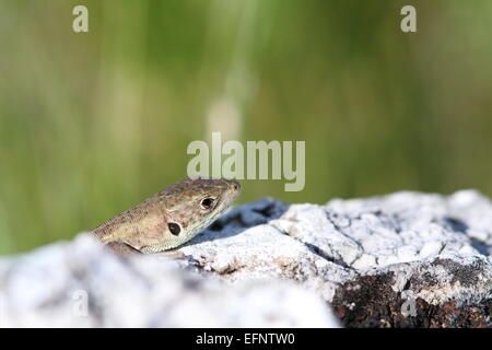 Juvenile Lacerta viridis lézard vert européen ( ) se cacher derrière la pierre calcaire Banque D'Images