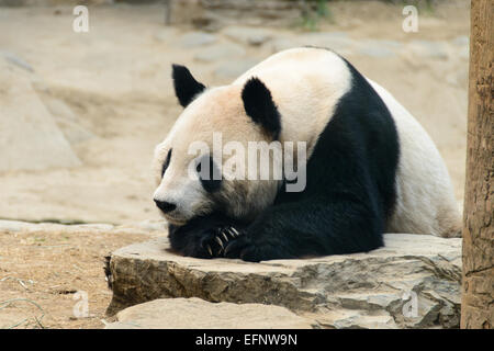 Grand panda en captivité au Zoo de Beijing Banque D'Images
