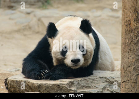 Grand panda en captivité au Zoo de Beijing Banque D'Images