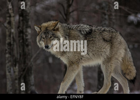 Wolf Stalking Banque D'Images