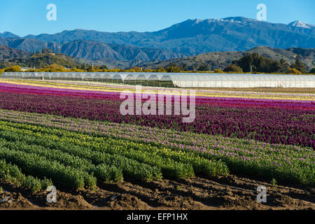 Lignes de violet, rouge, rose et jaune dragons snap dans un champ en fleurs Banque D'Images