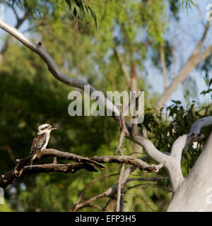 Kookaburra oiseau posé sur une branche dans une forêt, de l'Australie Banque D'Images