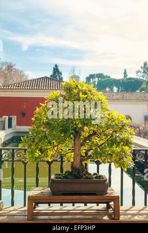 Bonsai dans le parc du Retiro, Madrid, Espagne Banque D'Images