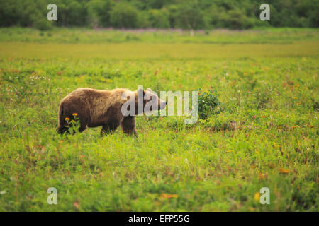 Ours brun, Ursus arctos, rivière Opala, péninsule du Kamchatka, Russie Banque D'Images