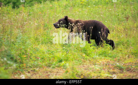 Ours brun, Ursus arctos, rivière Opala, péninsule du Kamchatka, Russie Banque D'Images