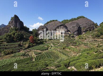 La plantation de thé et de vieux temple à Tête de cheval, montagnes Wuyi Rock Banque D'Images