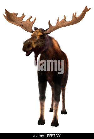 Numérique 3D render of a Moose (Amérique du Nord) ou l'élan d'Eurasie (Europe), ou d'Alces alces, isolé sur fond blanc Banque D'Images