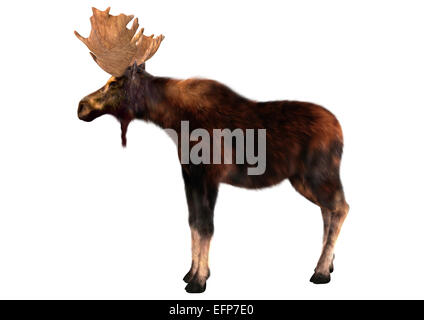 Numérique 3D render of a Moose (Amérique du Nord) ou l'élan d'Eurasie (Europe), ou d'Alces alces, isolé sur fond blanc Banque D'Images