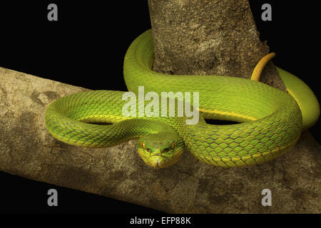 Vipéridés, Red tailed Pit Viper, Trimeresurus erythrurus, RARE Garjee venimeux, Tripura Banque D'Images