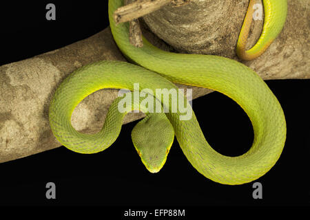 Vipéridés, Red tailed Pit Viper, Trimeresurus erythrurus, RARE Garjee venimeux, Tripura Banque D'Images