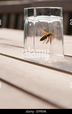 L'horreur et la peur d'être piqué une reine wasp a été piégée dans un verre Tumbler à l'envers sur une table en bois à l'été Banque D'Images