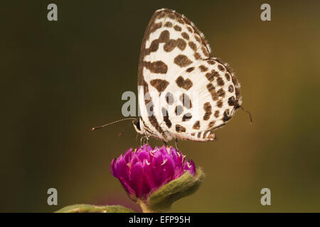 Pierrot, Caleta decidia en angle. WLS Trishna, Tripura Banque D'Images