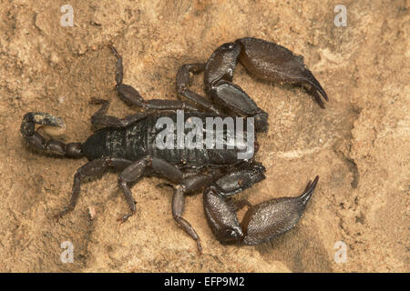 Liocheles HEMISCORPIIDAE, sp., Gumti furent mises WLS, Tripura. Télévision en grande partie à des scorpions qui vivent dans des crevasses de rochers ou dans les arbres. Banque D'Images