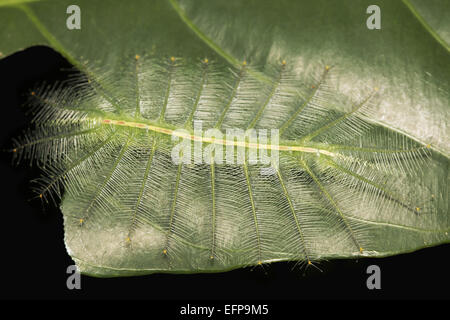 Nymphelidae, Baron de poudre caterpillar, papillon, Tripura WLS Trishna Banque D'Images