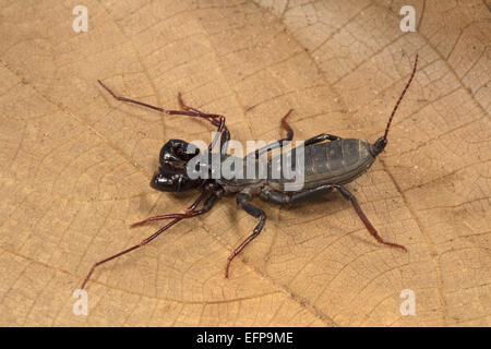 Queue fouet scorpion, Labochirus sp., WLS Trishna, Tripura Banque D'Images