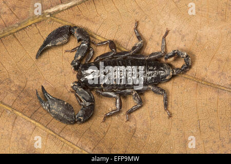 Harmouridae, Liocheles sp., Tripura, WLS Gumti furent mises en grande partie à la télévision des scorpions qui vivent dans des crevasses de rochers ou dans les arbres. Banque D'Images