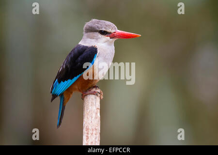 Martin-pêcheur à tête grise Halcyon leucocephala broken-adultes au large de la réserve nationale de Samburu Kenya Direction générale Banque D'Images