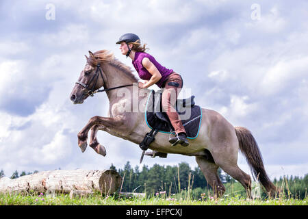 Icelandic Horse Rider dun mare saute au-dessus de tronc de l'arbre en cross-country Allemagne Banque D'Images