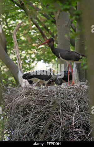 Cigogne noire Ciconia nigra jeunes adultes Allemagne nid Banque D'Images