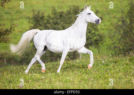 Anglo-Arabian jument grise trotting pasture Allemagne Banque D'Images