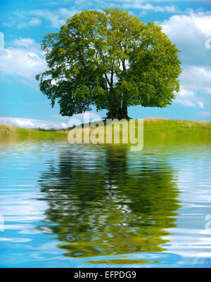 Seul Gros vieil arbre mirroring sur surface de l'eau Banque D'Images