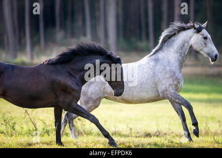 Cheval hanovrien Bay jument grise pâturage galopante Allemagne Banque D'Images