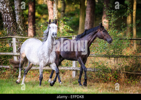 Cheval hanovrien Bay jument grise trotting pasture Allemagne Banque D'Images