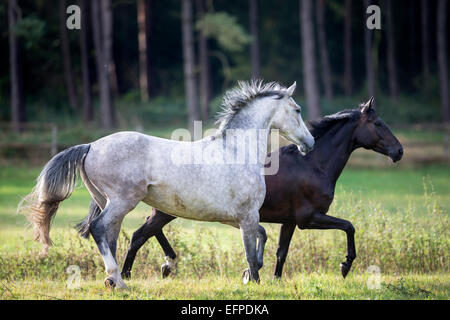 Cheval hanovrien Bay jument grise trotting pasture Allemagne Banque D'Images